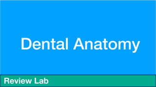Dental Anatomy


Review Lab
 