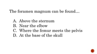 The foramen magnum can be found…
A. Above the sternum
B. Near the elbow
C. Where the femur meets the pelvis
D. At the base of the skull
 