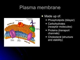 Plasma membrane Made up of: Phospholipids (bilayer) Carbohydrates (receptor molecules) Proteins (transport channels) Cholesterol (structure and stability) 