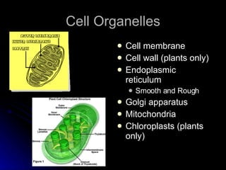 Cell Organelles Cell membrane Cell wall (plants only) Endoplasmic reticulum Smooth and Rough Golgi apparatus Mitochondria Chloroplasts (plants only) 