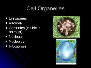 Cell Organelles Lysosomes Vacuole Centrioles (visible in animals) Nucleus Nucleolus Ribosomes 