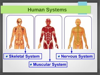 Human Systems
Skeletal System
Muscular System
Nervous System
 