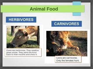 Animal Food
HERBIVORES
CARNIVORES
 