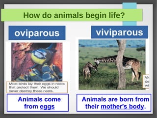 How do animals begin life?
oviparous
Animals come
from eggs
Animals are born from
their mother's body.
viviparous
 
