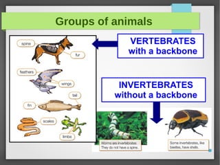 Groups of animals
VERTEBRATES
with a backbone
INVERTEBRATES
without a backbone
 