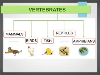 VERTEBRATES
MAMMALS REPTILES
AMPHIBIANSFISHBIRDS
 