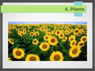 4. Plants
 