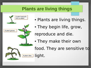 Plants are living things
● Plants are living things.
● They begin life, grow,
reproduce and die.
● They make their own
food. They are sensitive to
light.
 