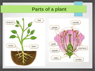 Parts of a plant
 