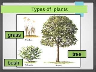 Types of plants
tree
bush
grass
 