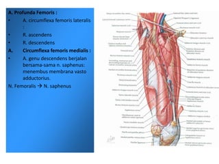 A. Profunda Femoris :
• A. circumflexa femoris lateralis
:
• R. ascendens
• R. descendens
A. Circumflexa femoris medialis :
• A. genu descendens berjalan
bersama-sama n. saphenus:
menembus membrana vasto
adductorius.
N. Femoralis  N. saphenus
 