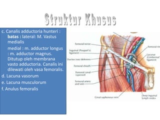 c. Canalis adductoria hunteri :
batas : lateral: M. Vastus
medialis
medial : m. adductor longus
: m. adductor magnus.
Ditutup oleh membrana
vasto adductoria. Canalis ini
dilewati oleh vasa femoralis.
d. Lacuna vasorum
e. Lacuna musculorum
f. Anulus femoralis
 