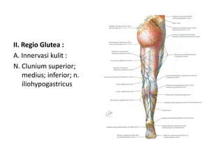 II. Regio Glutea :
A. Innervasi kulit :
N. Clunium superior;
medius; inferior; n.
iliohypogastricus
 