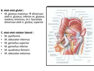B. otot-otot glutei :
• M. gluteus maximus  diinervasi
oleh n. gluteus; inferior m. gluteus
medius; minimus; m.t. fascialata
diinervasi oleh n. glutea; superior
C. otot-otot rotator lateral :
• M. pyriformis
• M. obturator internus
• M. gemellus superior
• M. gemellus inferior
• M. quadratus femoris
• M. obturator externus
 