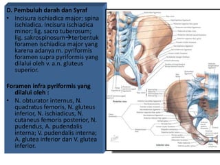 D. Pembuluh darah dan Syraf
• Incisura ischiadica major; spina
ischiadica. Incisura ischiadica
minor; lig. sacro tuberosum;
lig. sakrospinosumterbentuk
foramen ischiadica major yang
karena adanya m. pyriformis
foramen supra pyriformis yang
dilalui oleh v. a.n. gluteus
superior.
Foramen infra pyriformis yang
dilalui oleh :
• N. obturator internus, N.
quadratus femoris, N. gluteus
inferior, N. ischiadicus, N.
cutaneus femoris posterior, N.
pudendus, A. pudendalis
interna; V. pudendalis interna;
A. glutea inferior dan V. glutea
inferior.
 