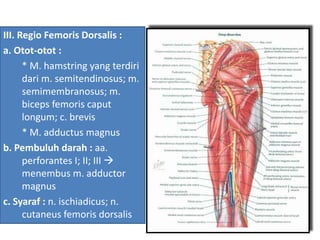 III. Regio Femoris Dorsalis :
a. Otot-otot :
* M. hamstring yang terdiri
dari m. semitendinosus; m.
semimembranosus; m.
biceps femoris caput
longum; c. brevis
* M. adductus magnus
b. Pembuluh darah : aa.
perforantes I; II; III 
menembus m. adductor
magnus
c. Syaraf : n. ischiadicus; n.
cutaneus femoris dorsalis
 