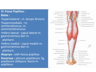 IV. Fossa Poplitea :
Batas :
•Superolateral : m. biceps femoris
•Superomedialis : m.
semitendinosus; m.
semimembranosus
•Infero lateral : caput lateral m.
gastrocnemius dan m.
plantaris
•Infero medial : caput medial m.
gastrocnemius dan m.
plantaris
Atapnya : oleh fascia poplitea
Dasarnya : planum popliteum; lig.
popliteum obliqum; fascia m.
popliteus
 