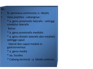 Isi :
• N. peroneus communis; n. tibialis
• Vasa poplitea : cabangnya :
* a. genu proximalis lateralis : setinggi
condylus lateralis
femur
* a. genu proximalis medialis
* a. genu distalis lateralis dan medialis
setinggi caput
lateral dan caput medial m.
gastrocnemius
* a. genu media
* aa. Surales
* Cabang terminal : a. tibialis anterior
 