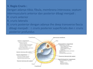 V. Regio Cruris :
Dengan adanya tibia; fibula, membrana interossea; septum
intermuscularis anterior dan posterior dibagi menjadi :
R. cruris anterior
R. cruris lateralis
R. cruris posterior dengan adanya the deep transverse fascia
dibagi menjadi : r. cruris posterior superficialis dan r. cruris
posterior profundus
 