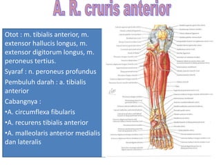 Otot : m. tibialis anterior, m.
extensor hallucis longus, m.
extensor digitorum longus, m.
peroneus tertius.
Syaraf : n. peroneus profundus
Pembuluh darah : a. tibialis
anterior
Cabangnya :
•A. circumflexa fibularis
•A. recurens tibialis anterior
•A. malleolaris anterior medialis
dan lateralis
 