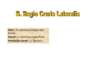 Otot : m. peroneus longus dan
brevis.
Syaraf : n. peroneus superficial
Pembuluh darah : a. fibularis
 