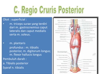 Otot : superficial :
• m. triceps surae yang terdiri
dari m. gastrocnemius caput
lateralis dan caput medialis
serta m. soleus.
• m. plantaris
profundus : m. tibialis
posterior, m. digitorum longus;
m. flexor hallucis longus
Pembuluh darah :
a. Tibialis posterior
Syaraf n. tibialis
 