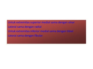 Untuk extremitas superior medial sama dengan ulnar
Lateral sama dengan radial
Untuk extremitas inferior medial sama dengan tibial
Lateral sama dengan fibular
 
