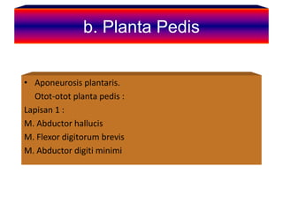 b. Planta Pedis
• Aponeurosis plantaris.
Otot-otot planta pedis :
Lapisan 1 :
M. Abductor hallucis
M. Flexor digitorum brevis
M. Abductor digiti minimi
 