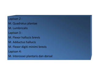 Lapisan 2 :
M. Quadratus plantae
M. Lumbricalis
Lapisan 3 :
M. Flexor hallucis brevis
M. Adductus hallucis
M. Flexor digiti minimi brevis
Lapisan 4:
M. Interossei plantaris dan dorsal
 