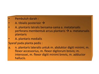 • Pembuluh darah :
• A. tibialis posterioir 
• A. plantaris latralis bersama-sama a. metatarsalis
perforans membentuk arcus plantaris  a. metatarsalis
plantaris
• A. plantaris medialis
Syaraf pada planta pedis :
a. n. plantaris lateralis untuk m. abduktor digiti minimi, m.
flexor accessorius, m. flexor digitorum brevis; m.
interossei, m. flexor digiti minimi brevis, m. adductor
hallucis.
 