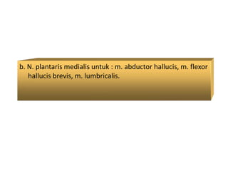b. N. plantaris medialis untuk : m. abductor hallucis, m. flexor
hallucis brevis, m. lumbricalis.
 
