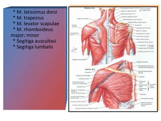 * M. latissimus dorsi
* M. trapezius
* M. levator scapulae
* M. rhomboideus
major; minor
* Segitiga auscultasi
* Segitiga lumbalis
 