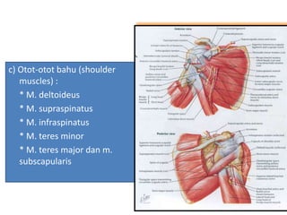 c) Otot-otot bahu (shoulder
muscles) :
* M. deltoideus
* M. supraspinatus
* M. infraspinatus
* M. teres minor
* M. teres major dan m.
subscapularis
 