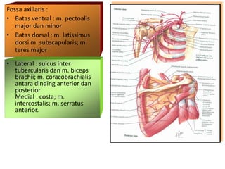 Fossa axillaris :
• Batas ventral : m. pectoalis
major dan minor
• Batas dorsal : m. latissimus
dorsi m. subscapularis; m.
teres major
• Lateral : sulcus inter
tubercularis dan m. biceps
brachii; m. coracobrachialis
antara dinding anterior dan
posterior
Medial : costa; m.
intercostalis; m. serratus
anterior.
 