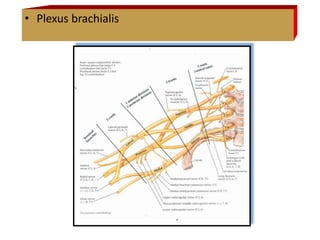 • Plexus brachialis
 