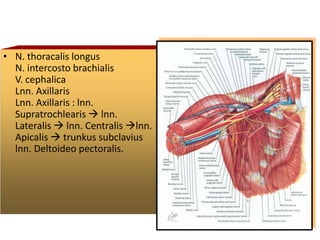 • N. thoracalis longus
N. intercosto brachialis
V. cephalica
Lnn. Axillaris
Lnn. Axillaris : lnn.
Supratrochlearis  lnn.
Lateralis  lnn. Centralis lnn.
Apicalis  trunkus subclavius
lnn. Deltoideo pectoralis.
 