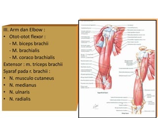 III. Arm dan Elbow :
• Otot-otot flexor :
- M. biceps brachii
- M. brachialis
- M. coraco brachialis
Extensor : m. triceps brachii
Syaraf pada r. brachii :
• N. musculo cutaneus
• N. medianus
• N. ulnaris
• N. radialis
 