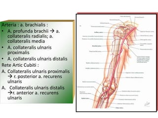 Arteria : a. brachialis :
• A. profunda brachii  a.
collateralis radialis; a.
collateralis media
• A. collateralis ulnaris
proximalis
• A. collateralis ulnaris distalis
Rete Artic Cubiti :
A. Collateralis ulnaris proximalis
 r. posterior a. recurens
ulnaris
A. Collateralis ulnaris distalis
r. anterior a. recurens
ulnaris
 