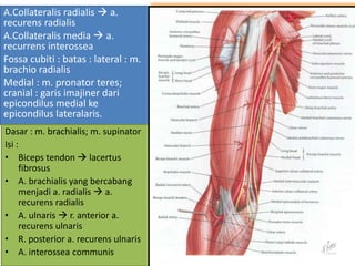 A.Collateralis radialis  a.
recurens radialis
A.Collateralis media  a.
recurrens interossea
Fossa cubiti : batas : lateral : m.
brachio radialis
Medial : m. pronator teres;
cranial : garis imajiner dari
epicondilus medial ke
epicondilus lateralaris.
Dasar : m. brachialis; m. supinator
Isi :
• Biceps tendon  lacertus
fibrosus
• A. brachialis yang bercabang
menjadi a. radialis  a.
recurens radialis
• A. ulnaris  r. anterior a.
recurens ulnaris
• R. posterior a. recurens ulnaris
• A. interossea communis
 