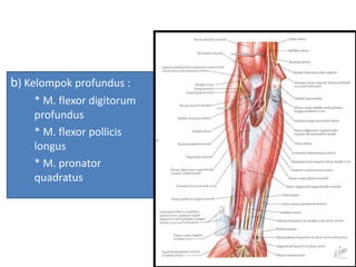 b) Kelompok profundus :
* M. flexor digitorum
profundus
* M. flexor pollicis
longus
* M. pronator
quadratus
 