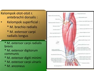 Kelompok otot-otot r.
antebrachii dorsalis :
• Kelompok superficial :
* M. brachio radialis
* M. extensor carpi
radialis longus
* M. extensor carpi radialis
brevis
* M. extensor digitorum
communis
* M. extensor digiti minimi
* M. extensor carpi ulnaris
* M. anconeus
 