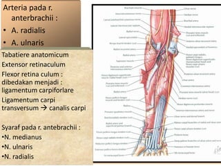 Arteria pada r.
anterbrachii :
• A. radialis
• A. ulnaris
Tabatiere anatomicum
Extensor retinaculum
Flexor retina culum :
dibedakan menjadi :
ligamentum carpiforlare
Ligamentum carpi
transversum  canalis carpi
Syaraf pada r. antebrachii :
•N. medianus
•N. ulnaris
•N. radialis
 