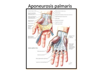 Aponeurosis palmaris
 