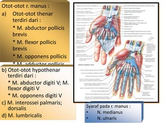 Otot-otot r. manus :
a) Otot-otot thenar
terdiri dari :
* M. abductor pollicis
brevis
* M. flexor pollicis
brevis
* M. opponens pollicis
* M. adductor pollicis
b) Otot-otot hypothenar
terdiri dari :
* M. abductor digiti V; M.
flexor digiti V
* M. opponens digiti V
c) M. interossei palmaris;
dorsalis
d) M. lumbricalis
Syaraf pada r. manus :
• N. medianus
• N. ulnaris
 