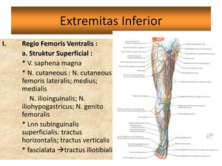 Extremitas Inferior
I. Regio Femoris Ventralis :
a. Struktur Superficial :
* V. saphena magna
* N. cutaneous : N. cutaneous
femoris lateralis; medius;
medialis
N. ilioinguinalis; N.
iliohypogastricus; N. genito
femoralis
* Lnn subinguinalis
superficialis: tractus
horizontalis; tractus verticalis
* fascialata tractus iliotibialis
 