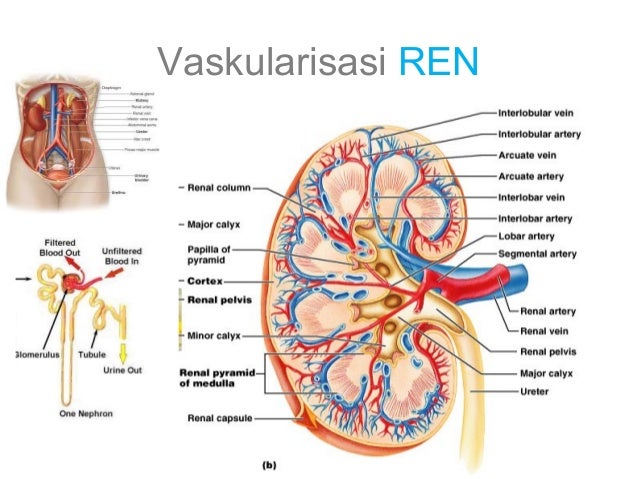 87+ Gambar Vaskularisasi Ginjal 87+ Gambar Vaskularisasi Ginjal
