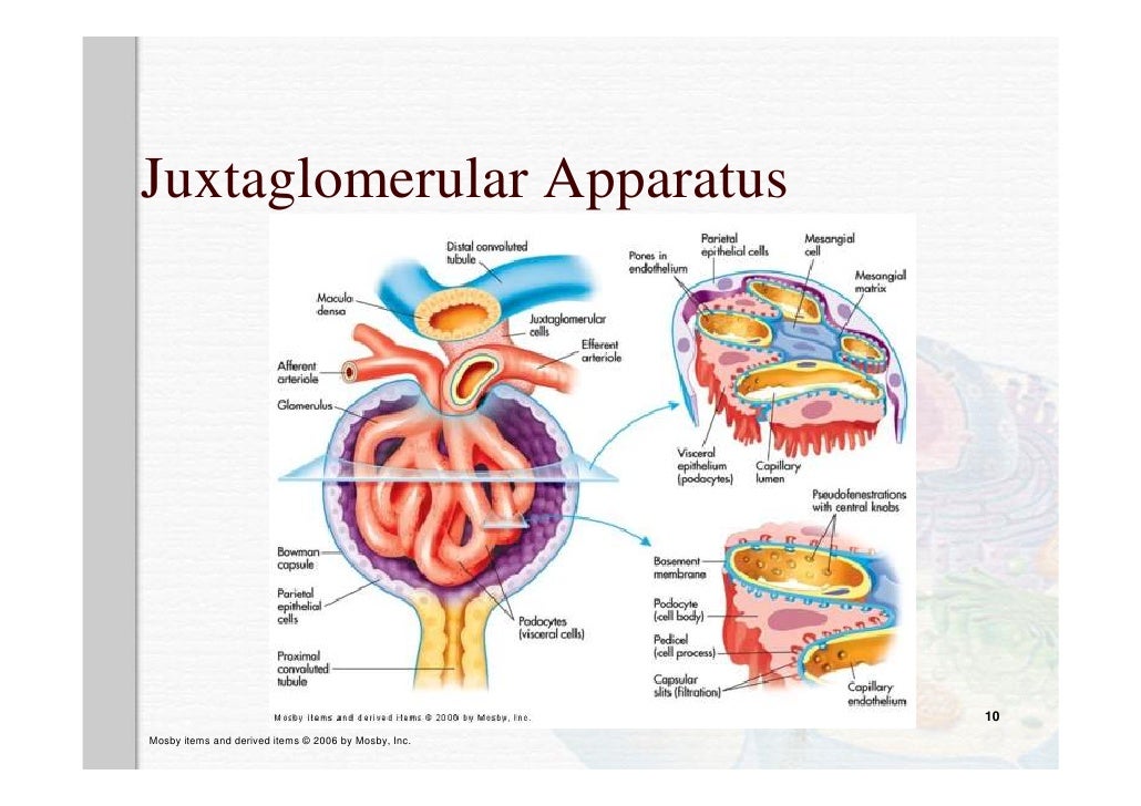 anatomy and physiology
