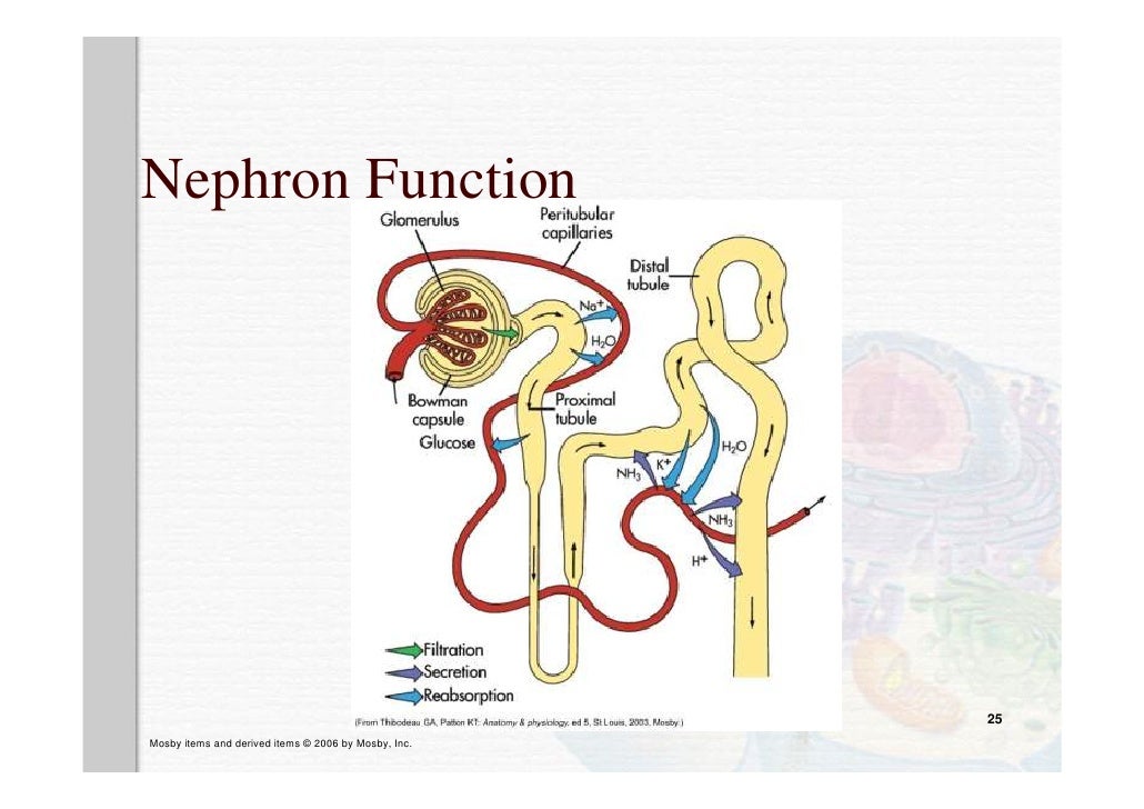 Review Anatomy And Physiology Kidney