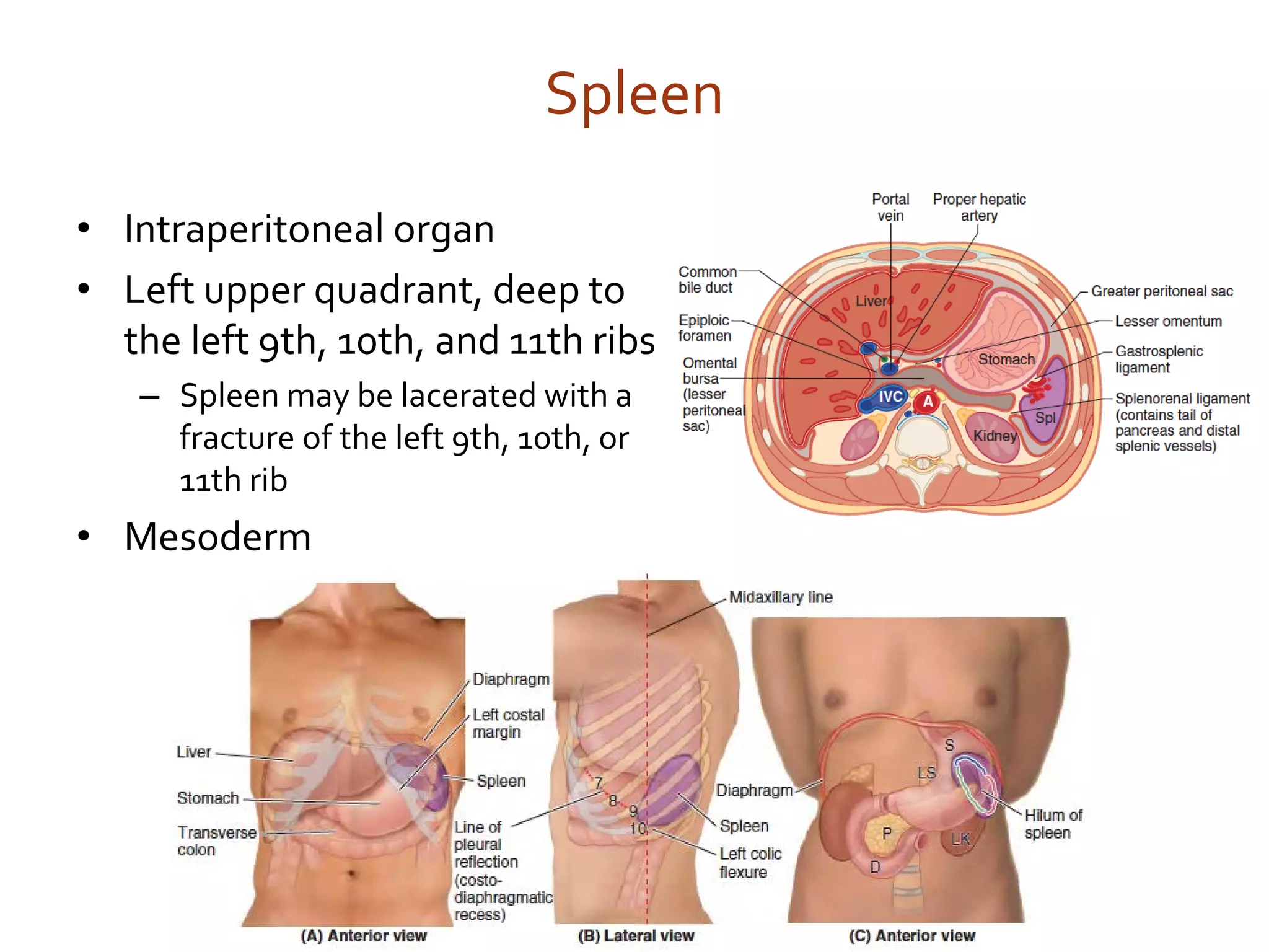 Renal and Respiratory Flashcard Combo