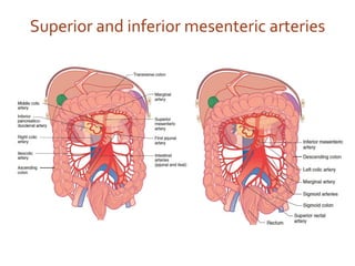 USMLE step 1 Review Anatomy of Gastrointestinal System 2018 | PDF